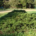 Juniperus virginiana 'Repens'